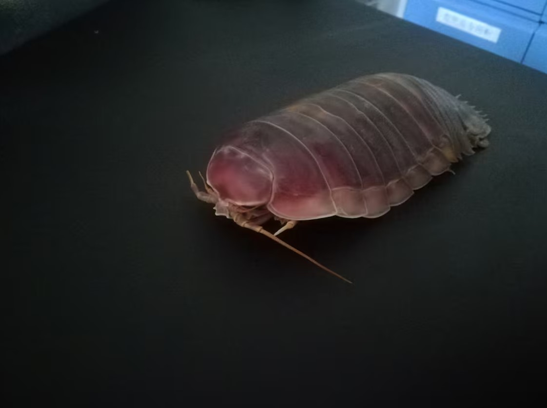 cover Deep-sea denizens go years without food with clever biological fix