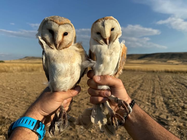 cover Barn owl shown to be a wildlife rescue success story