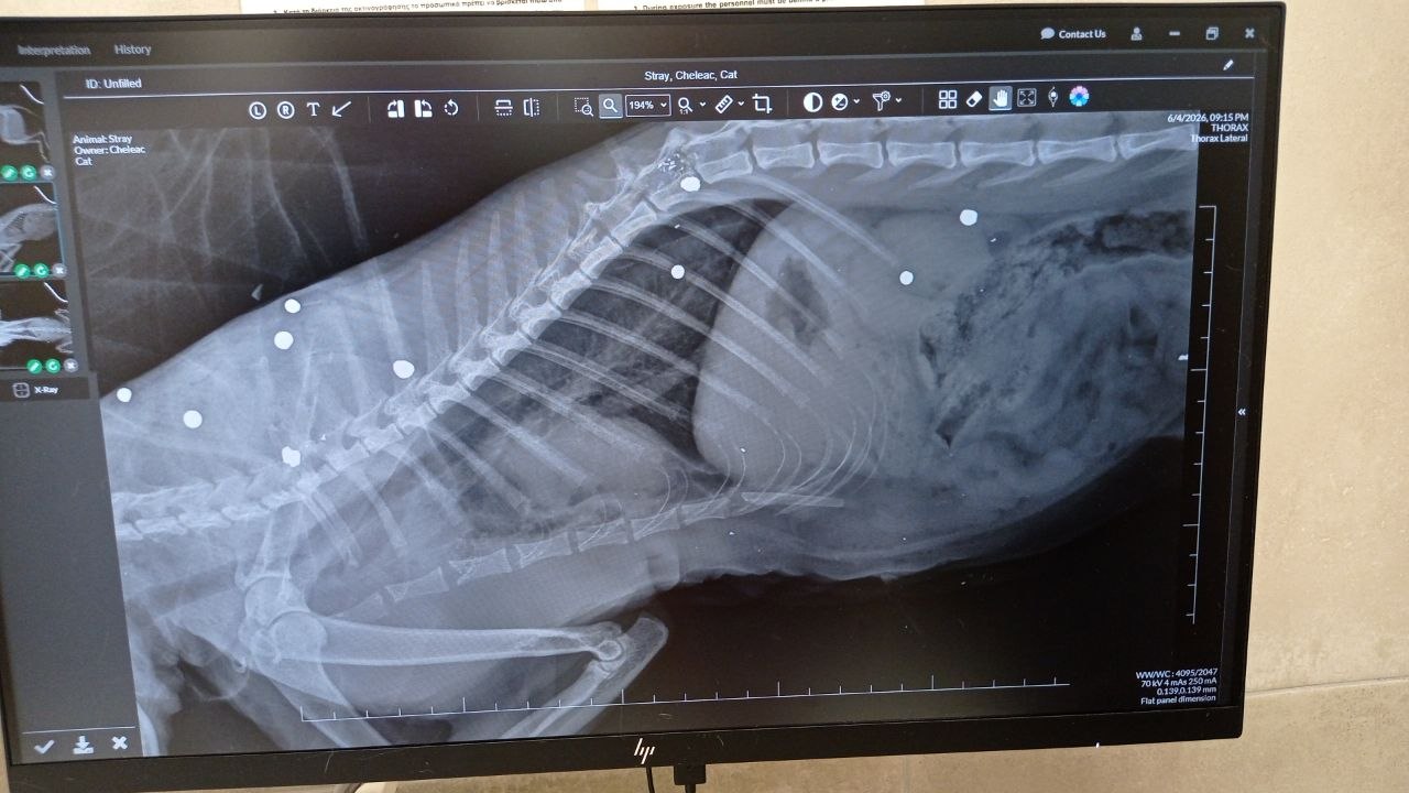 cover Cat left paralysed after being shot