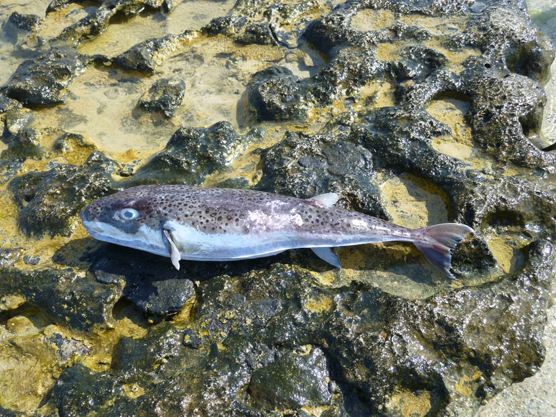 cover Invasive pufferfish pose &#8216;no threat to swimmers unless disturbed&#8217;