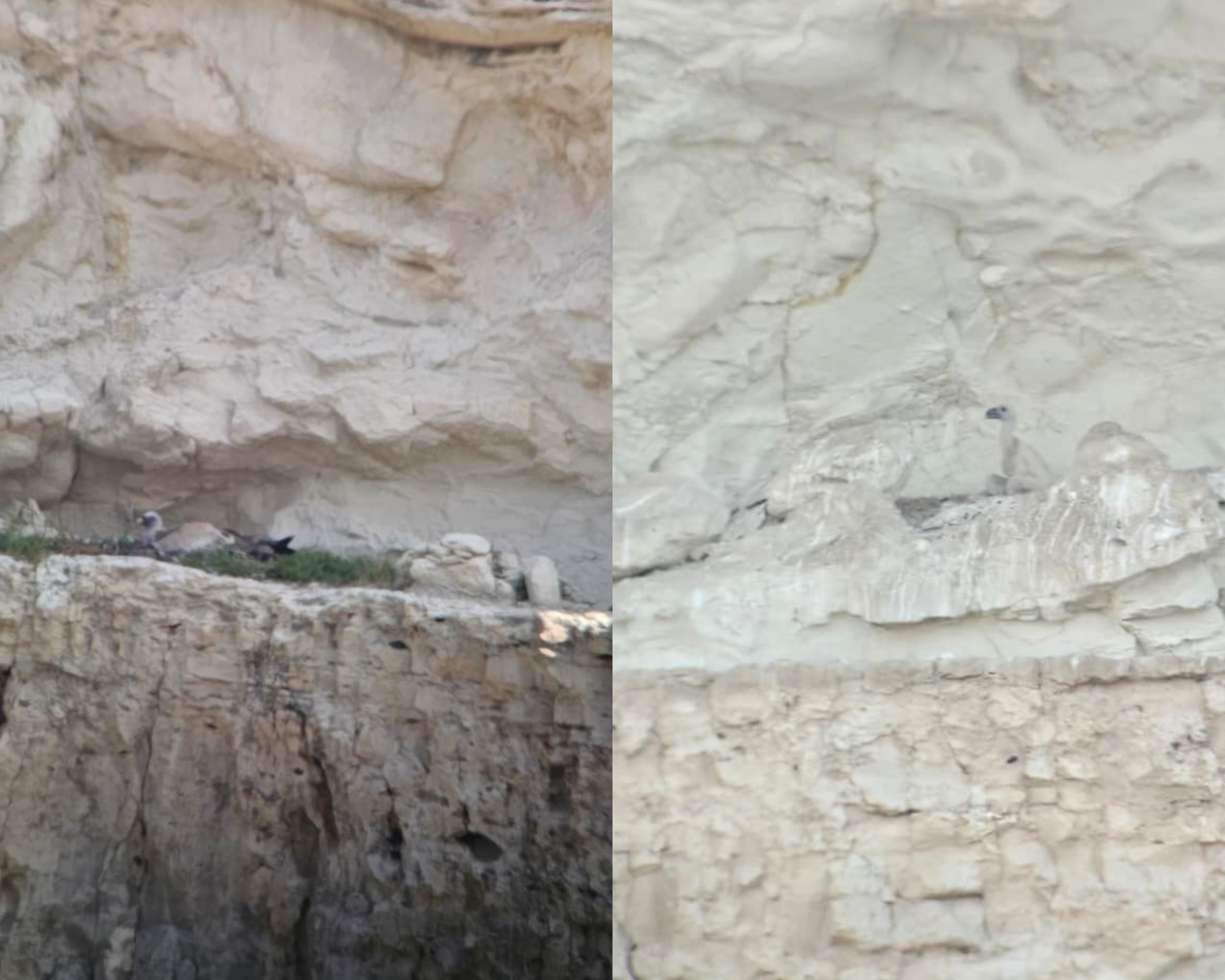 cover Griffon vultures breed in Cyprus again after five-year gap