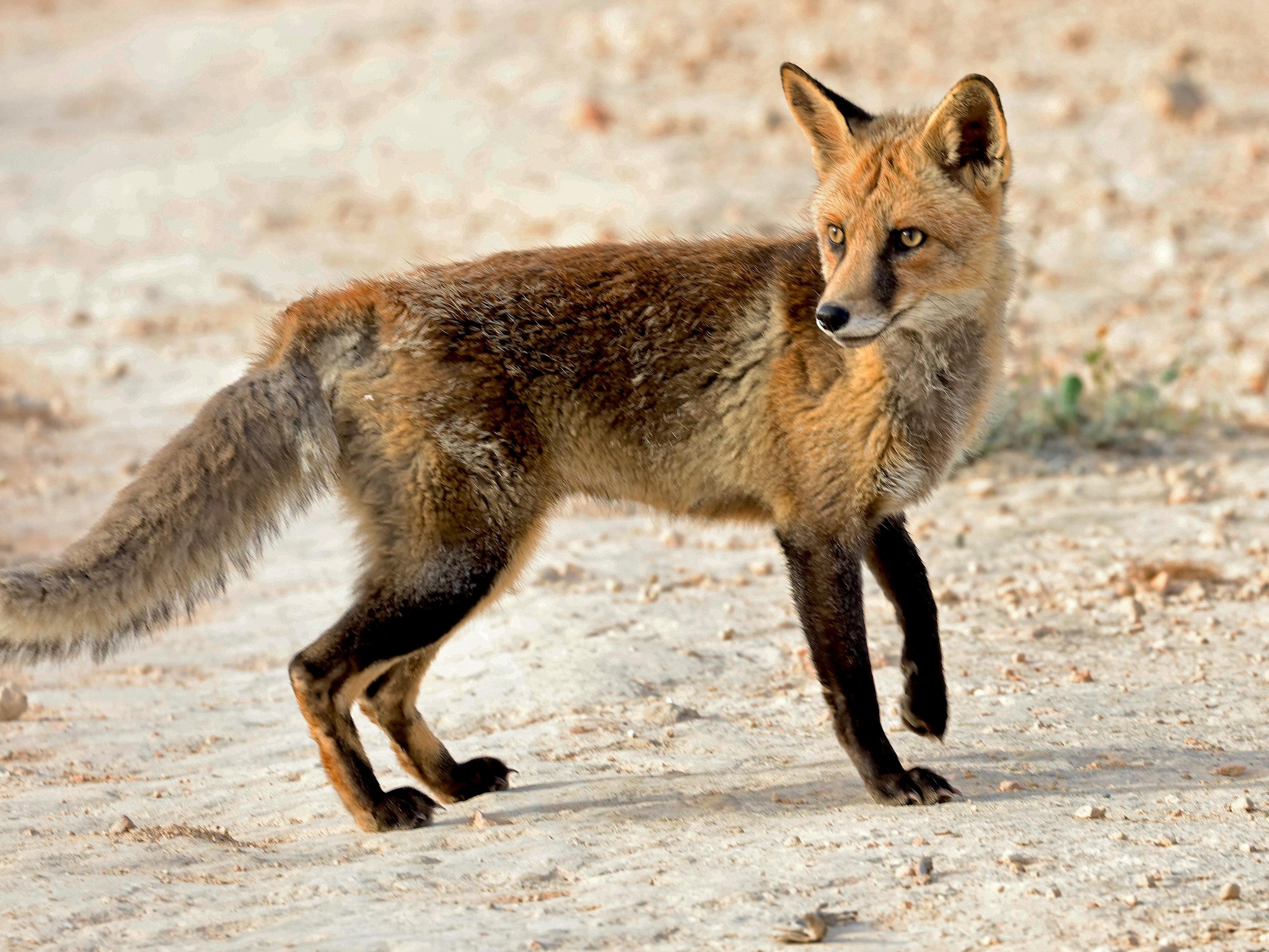 image Drivers urged to exercise caution, protect wildlife