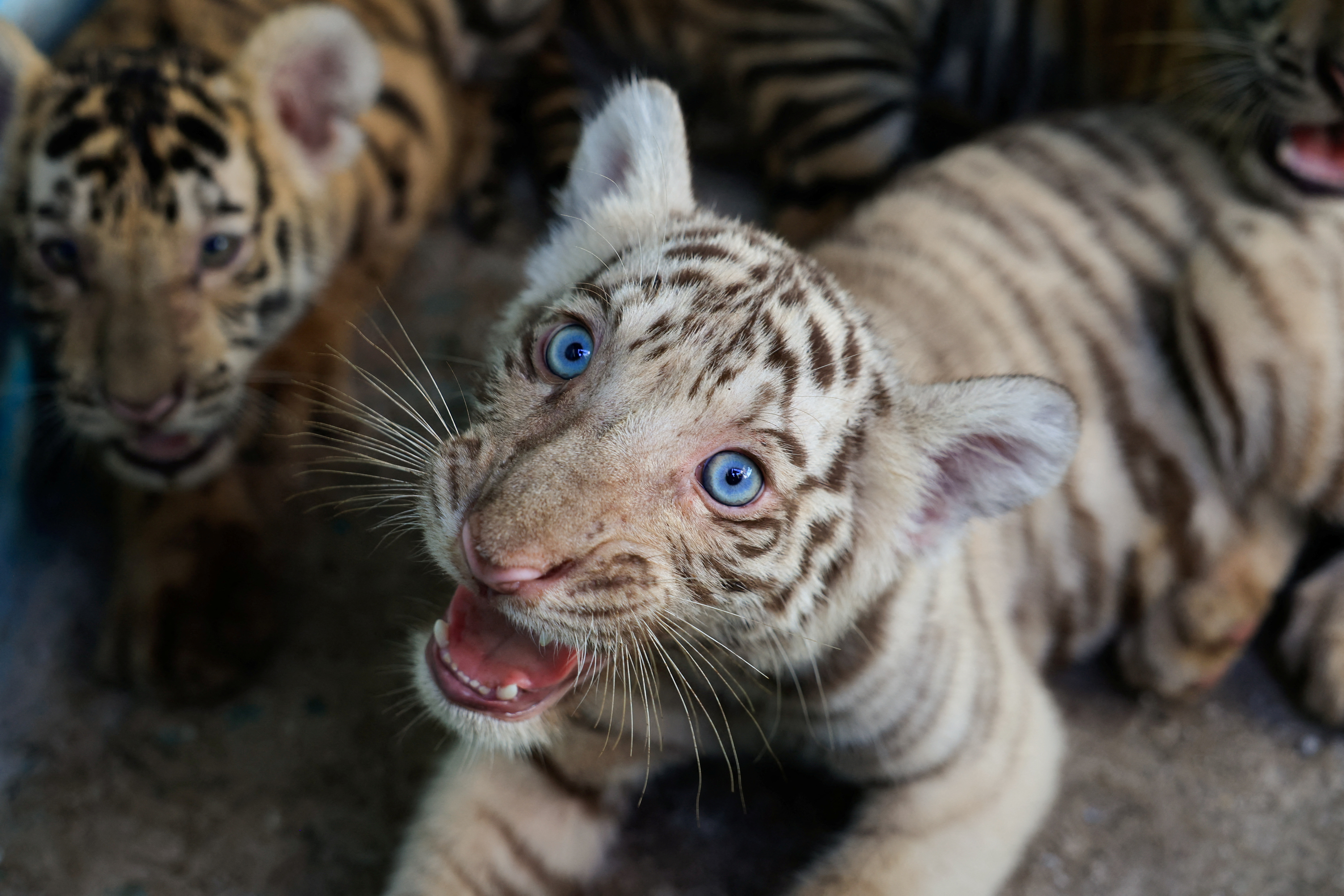 cover Cuban zookeepers celebrate birth of Bengal tigers against all odds