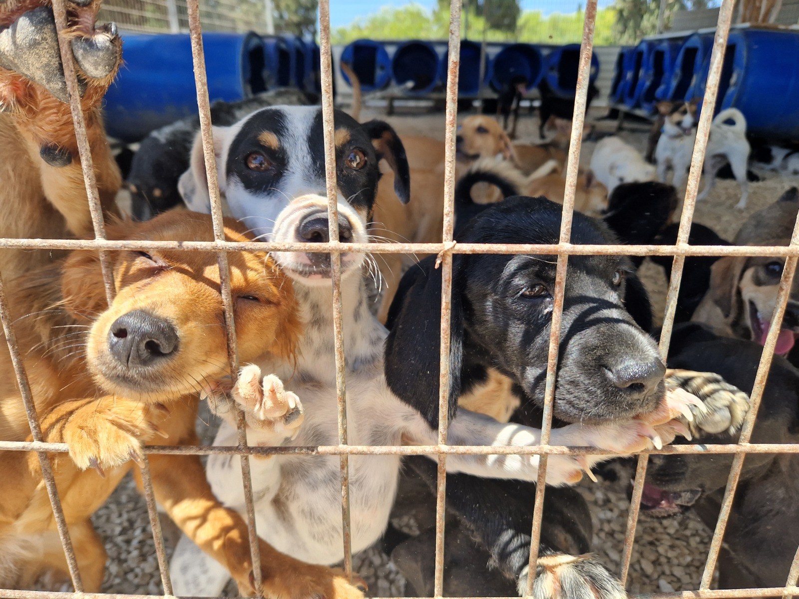 cover Animal rescue shelter appeals for volunteers