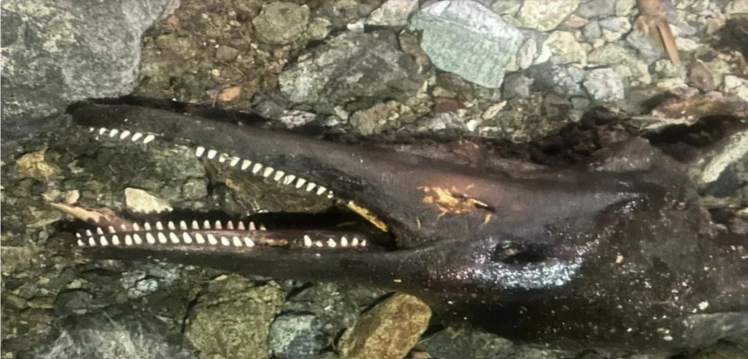cover Dolphin found dead on Akamas coast