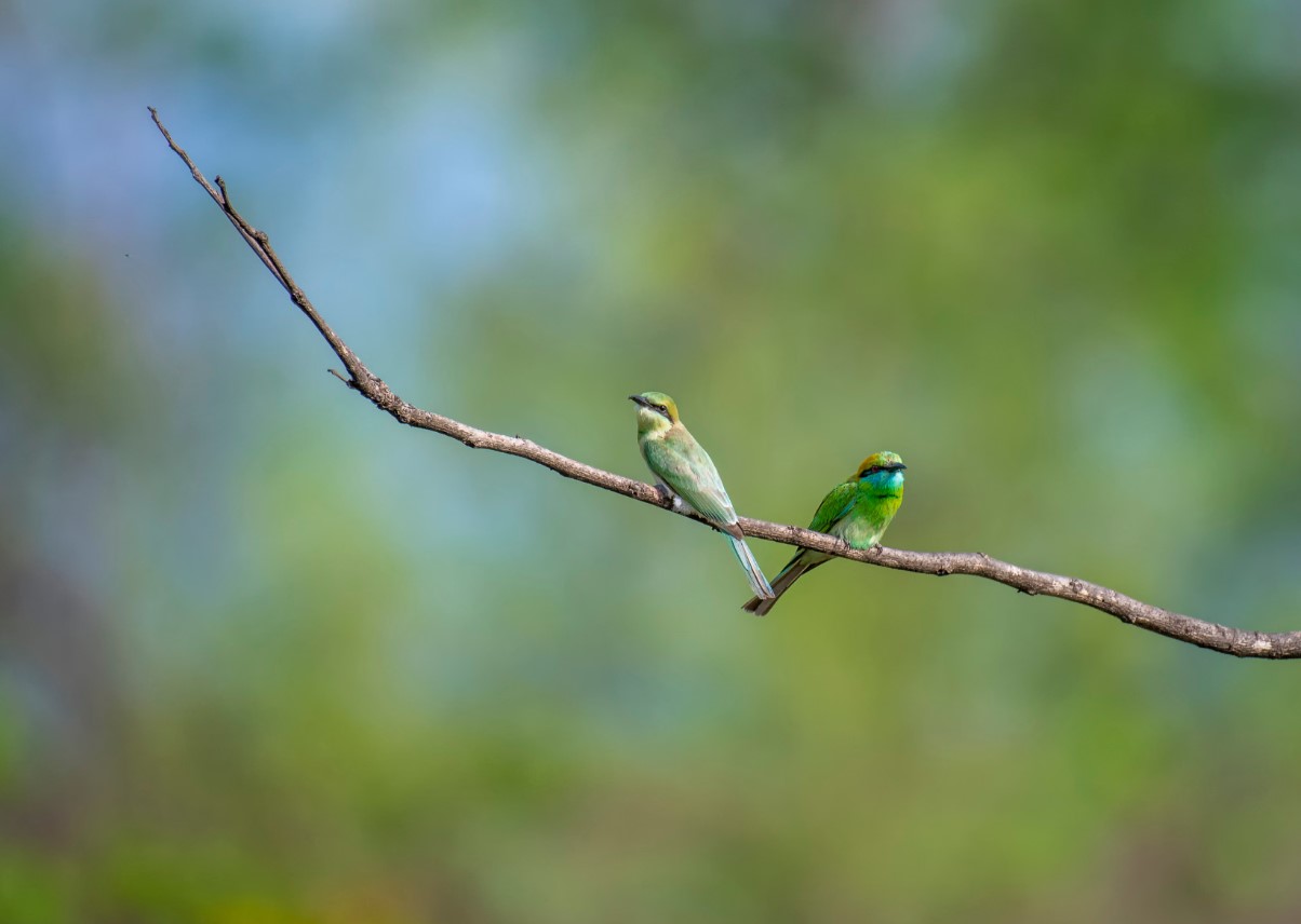 cover Satellites help chart a future for Europe’s disappearing farmland birds