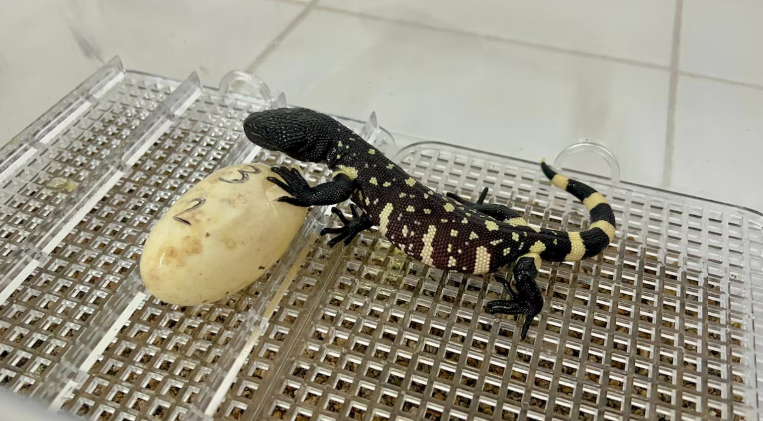image Guatemalan zoo breeds rare lizards in bid to save endangered species