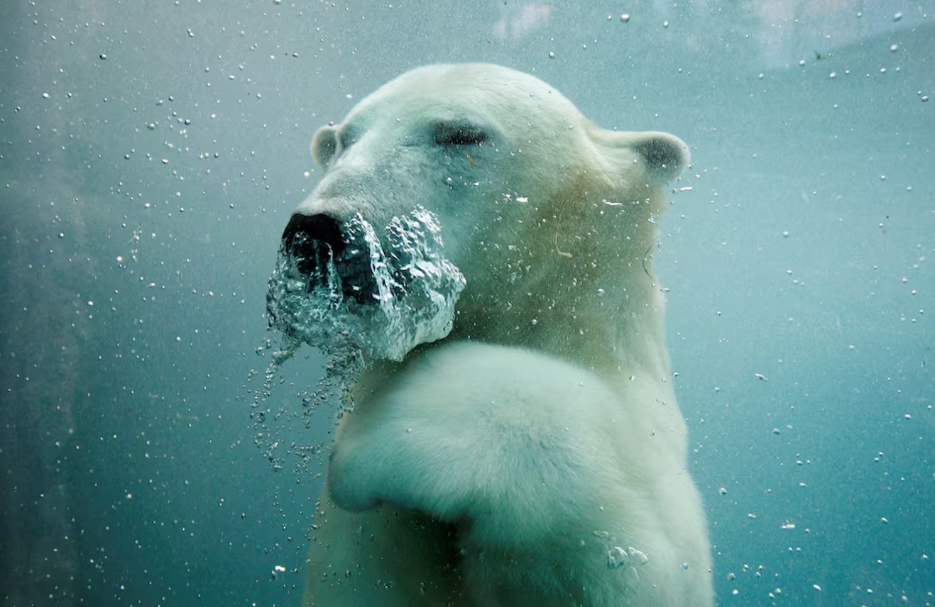 cover US to create genomic and cellular &#8216;BioVault&#8217; for endangered species