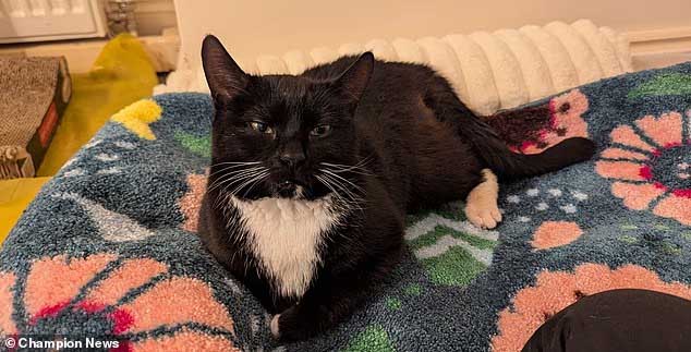 cover Cypriot lawyer suing UK Met police and RSPCA over mistreatment of cat
