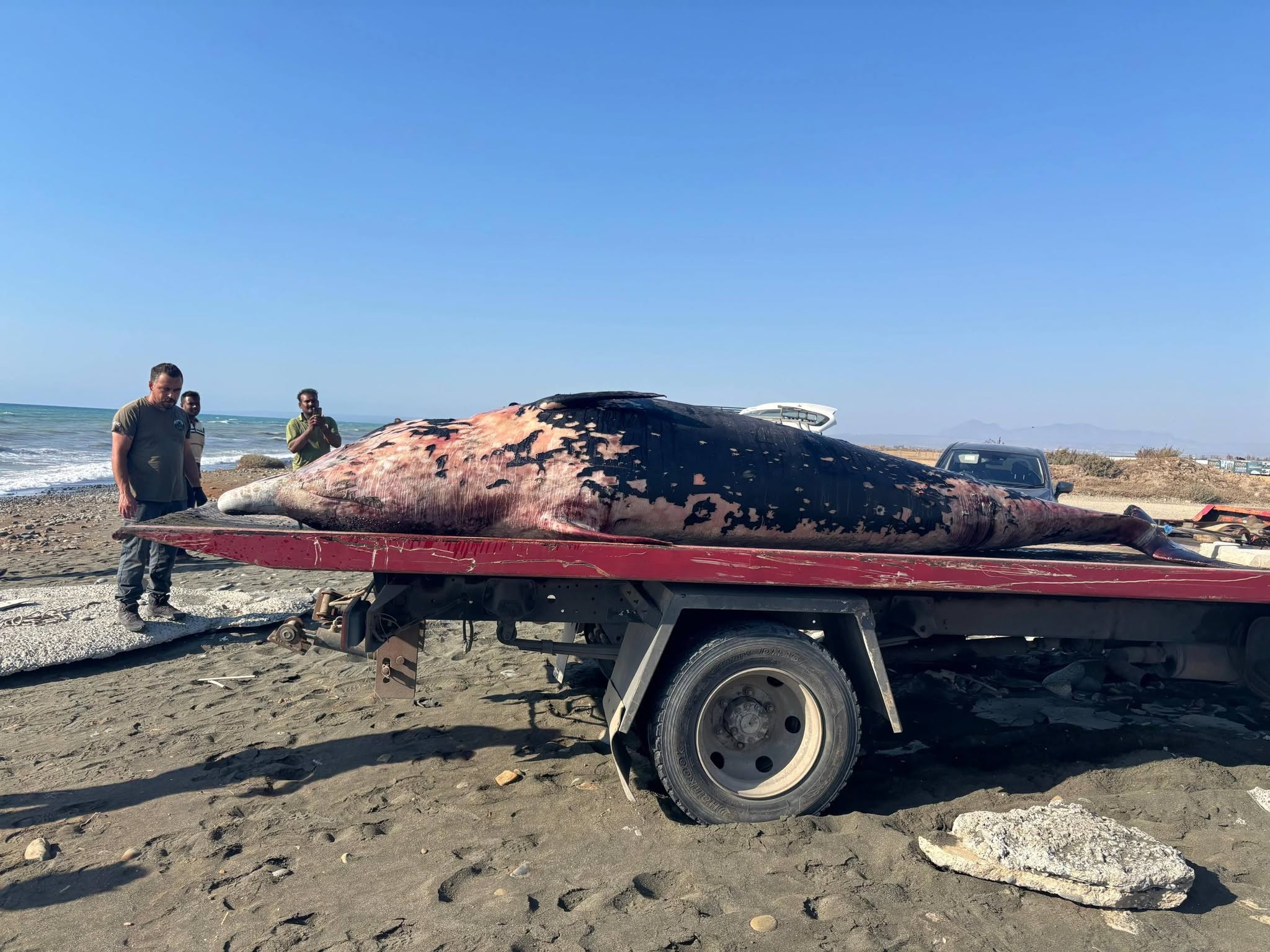 cover Dead juvenile whale washes up on beach in north