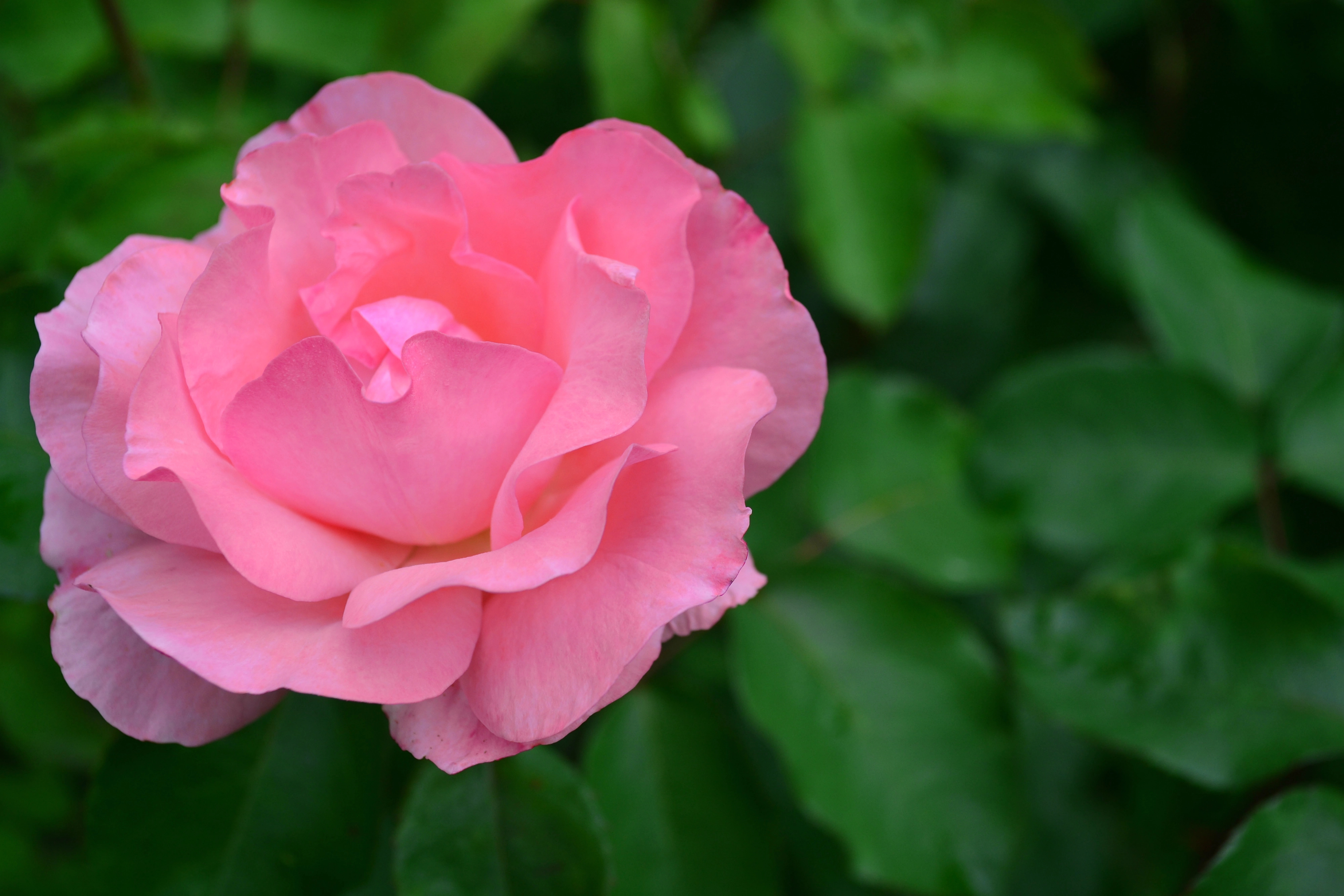 cover The fading scent of Milikouri&#8217;s roses