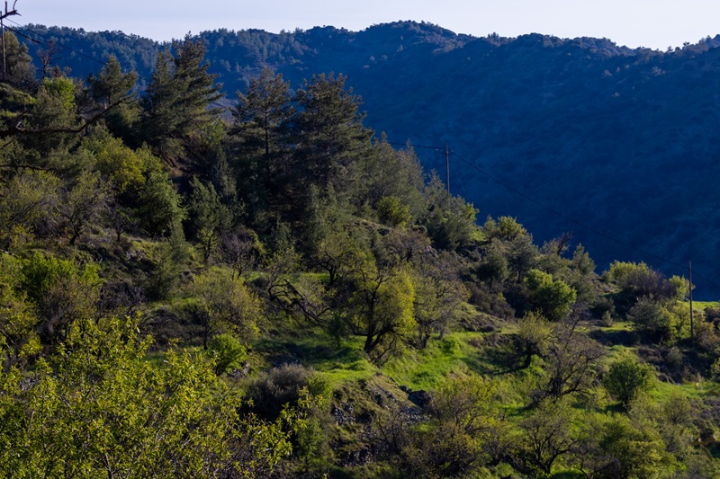 cover New CyI study creates island&#8217;s first nationwide tree-level biomass, carbon inventory