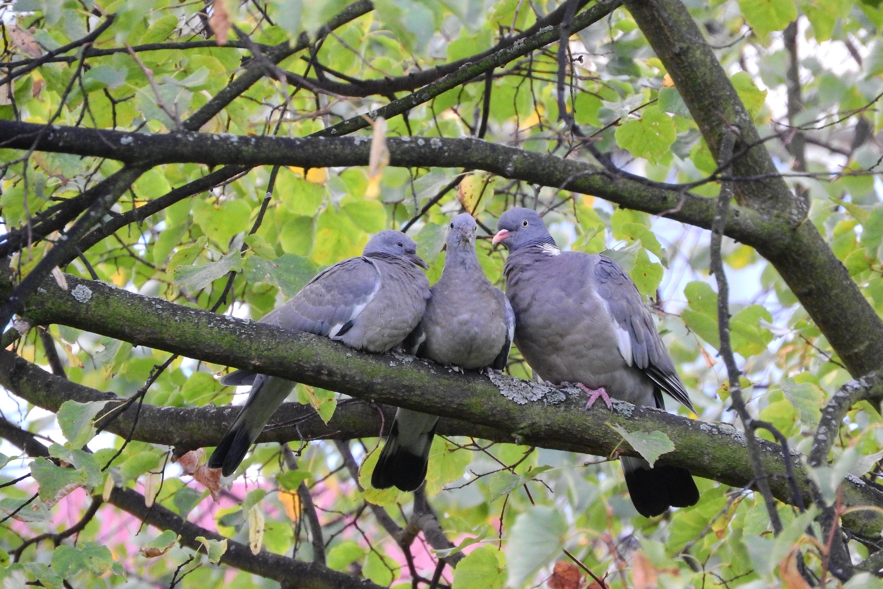 cover Paphos hunters report poor start to wood pigeon season