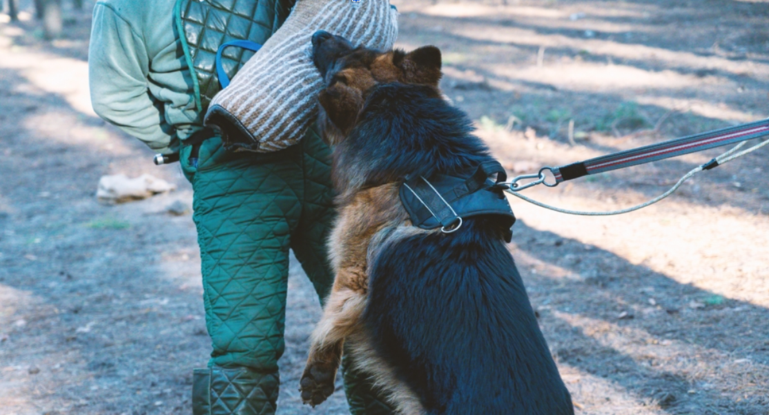 cover When to seek legal help with a dog bite injury case
