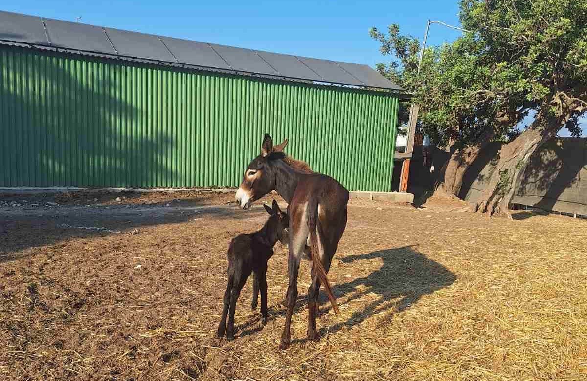 cover Donkey born at Akamas cafe