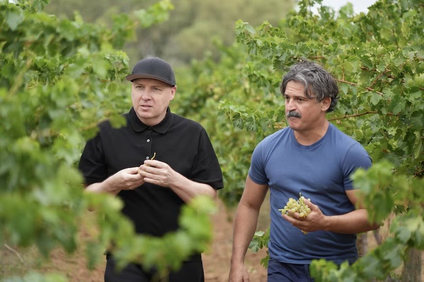 cover The Cypriot vine helping Australia beat the heat