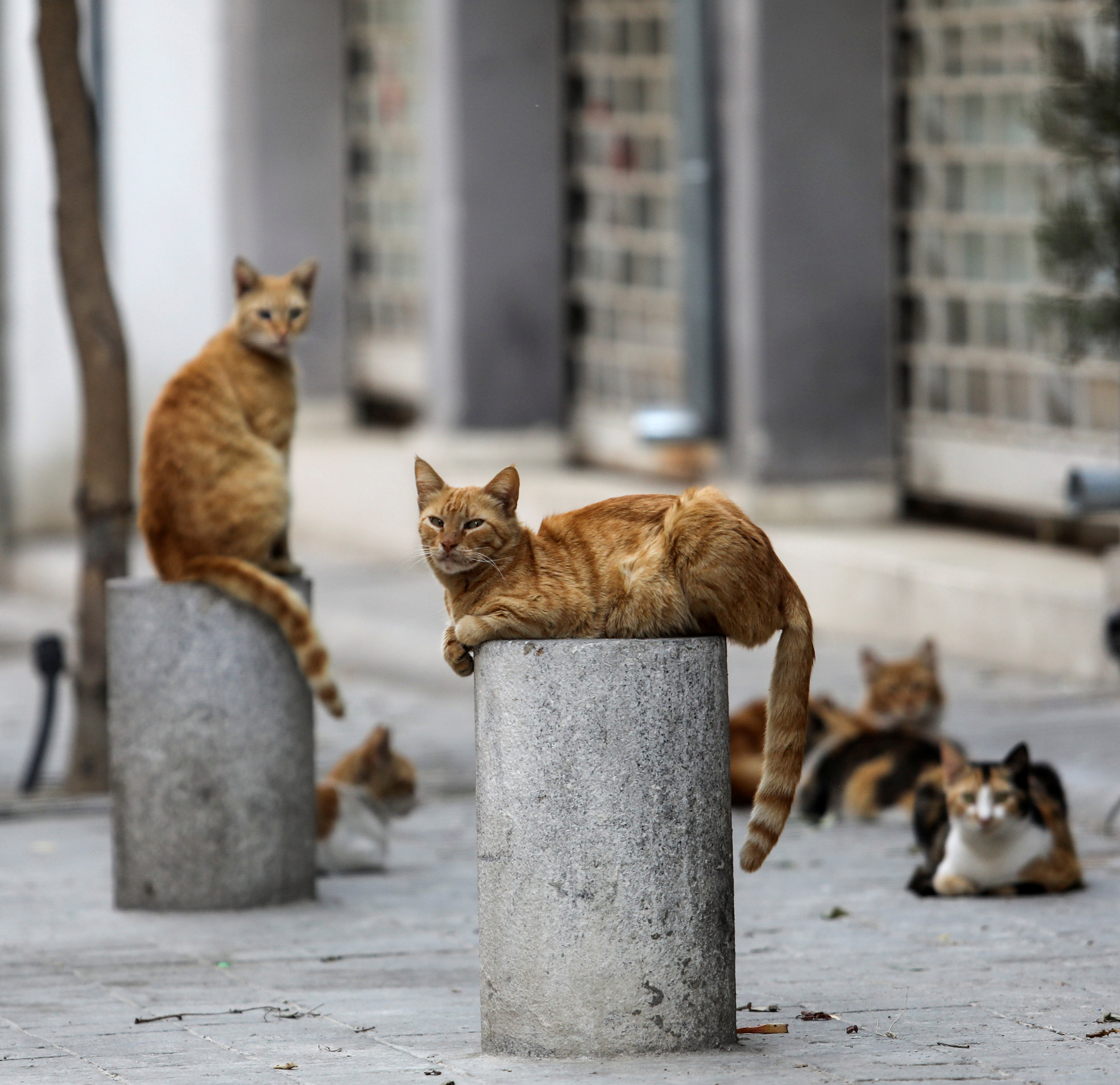 cover Marketing Cyprus’ cats as a tourist attraction