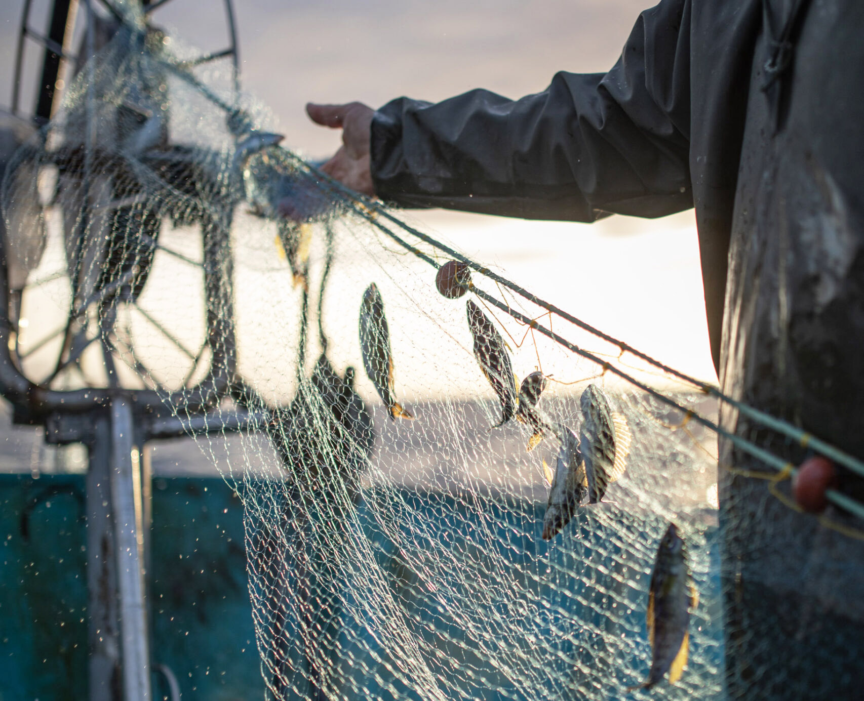 cover What are we really eating? First online seafood guide in Cyprus launched