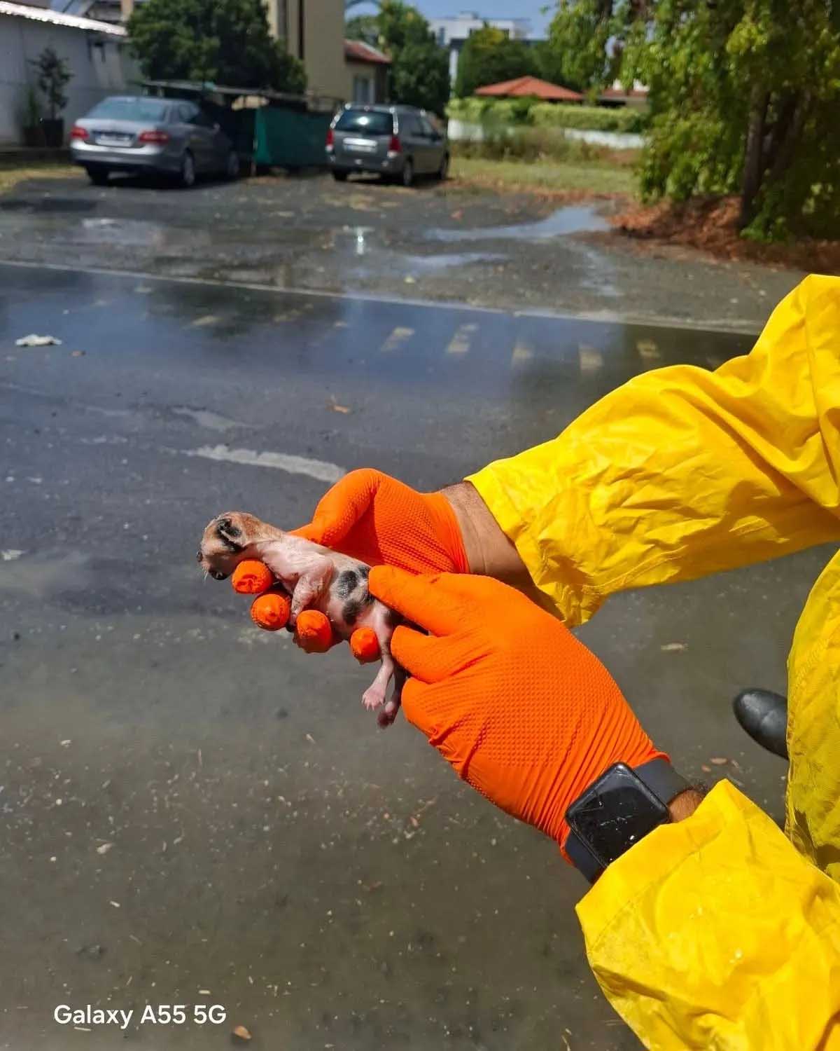 cover Newborn kitten rescued during heavy rain in Dhali