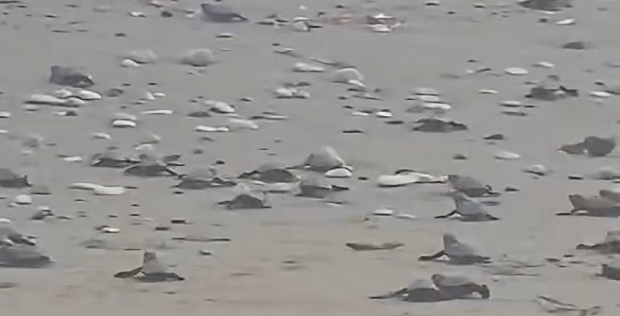cover Baby turtles spotted heading to sea at Pervolia beach