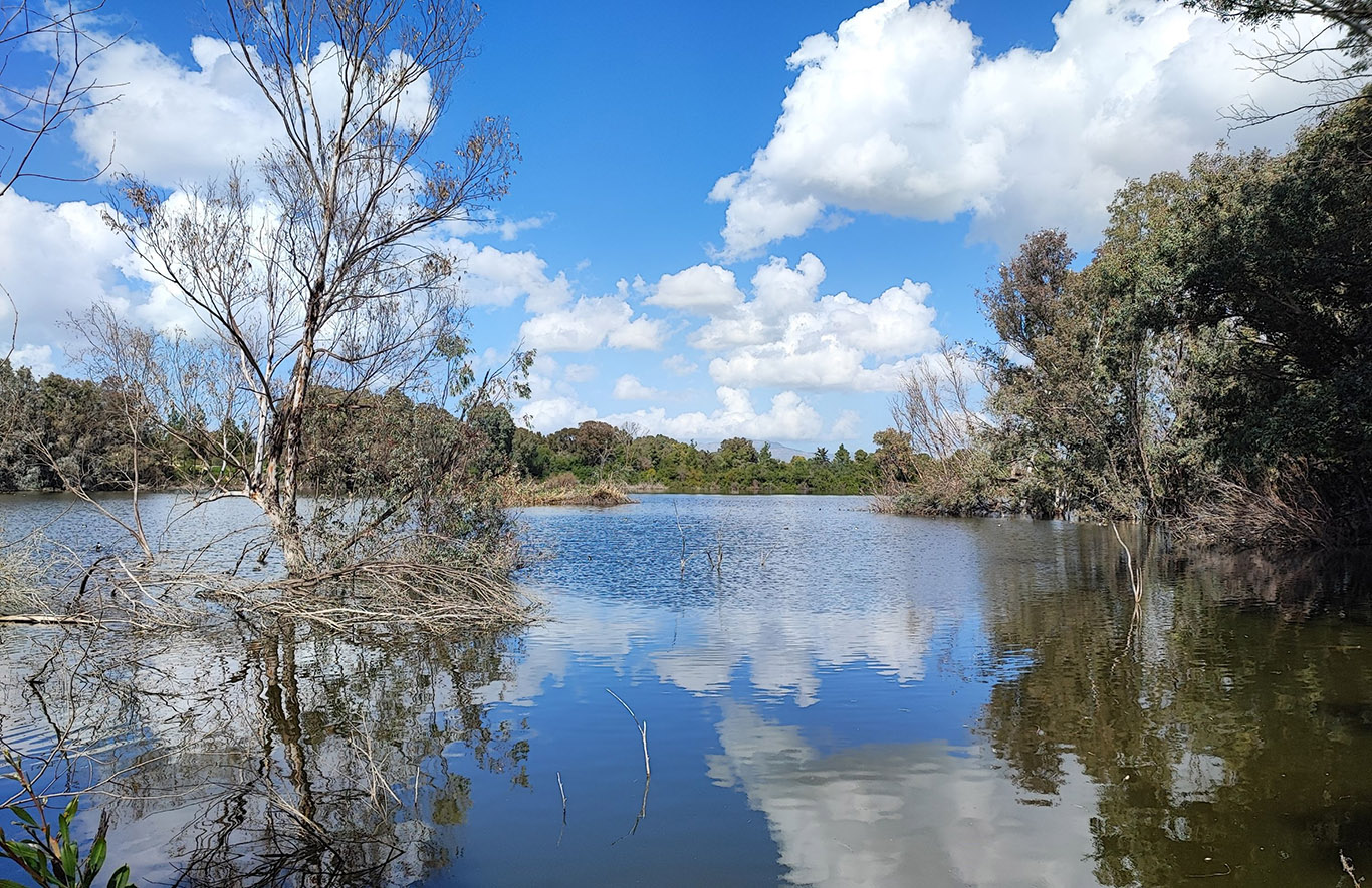 cover Forestry department launches national forest park app