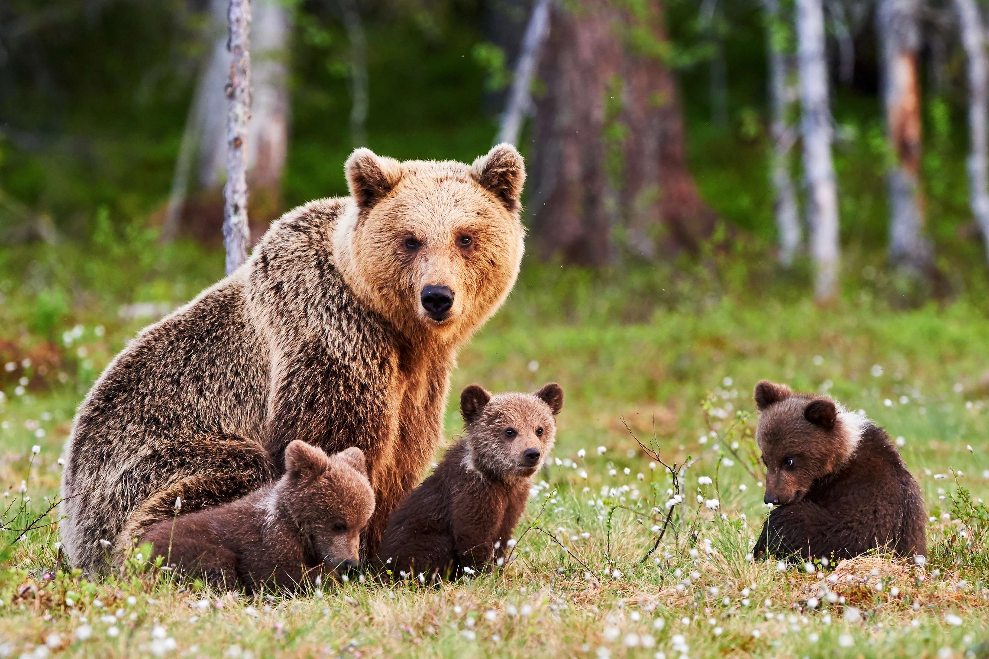 cover Bear necessities: Drought sends hungry animals into US towns