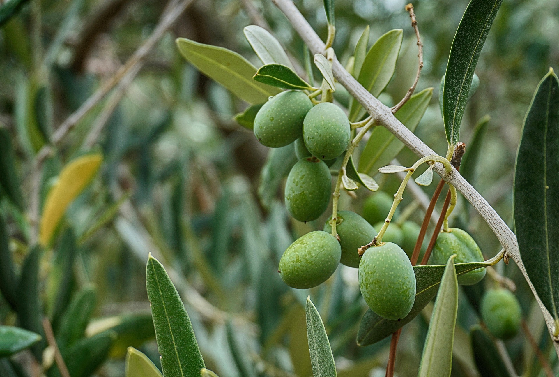 cover Scientists are backing olive oil. Cyprus is ignoring its best health export 