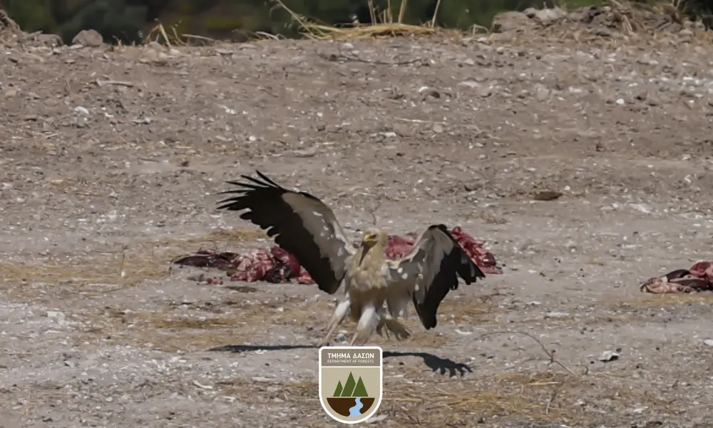 cover Rare Egyptian vulture spotted in Cyprus
