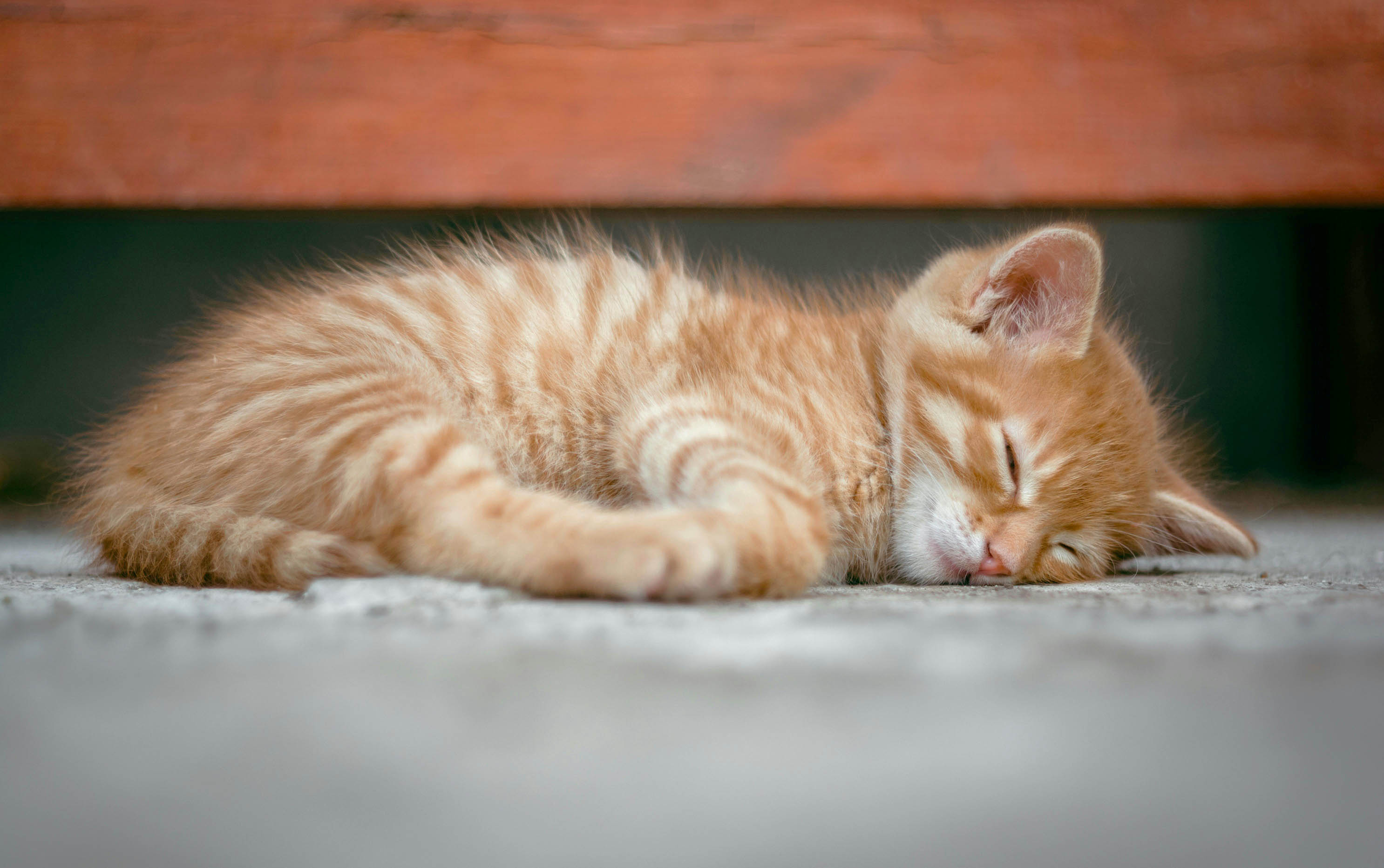 cover The hidden cost of being a ‘cat lady’ in Cyprus