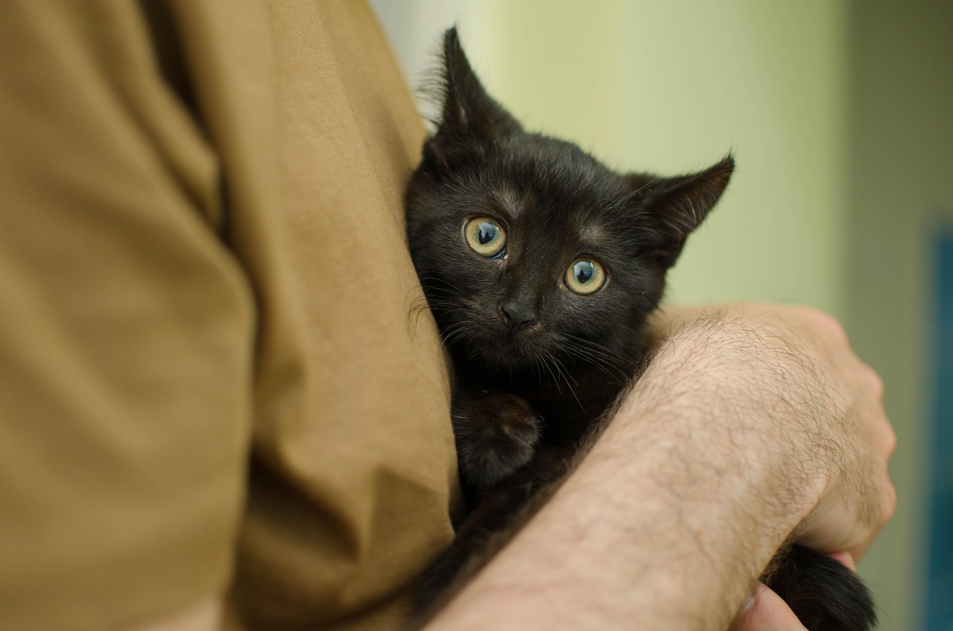 cover €5,000 stalls plan to neuter 70 prison cats