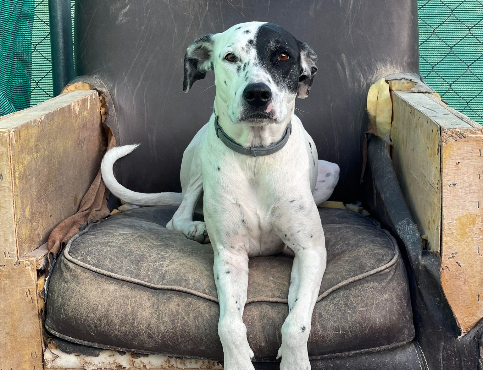 cover My life in Cyprus with 100 rescue dogs