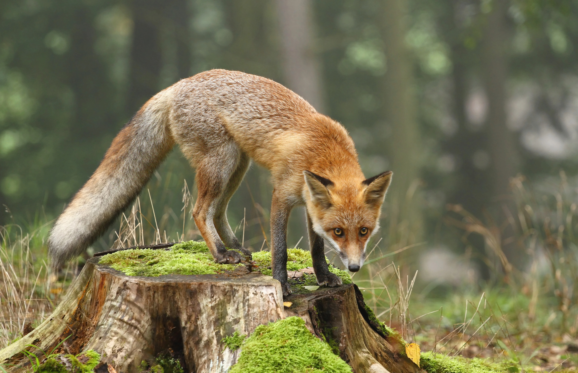 cover Fox population rises by 35 per cent