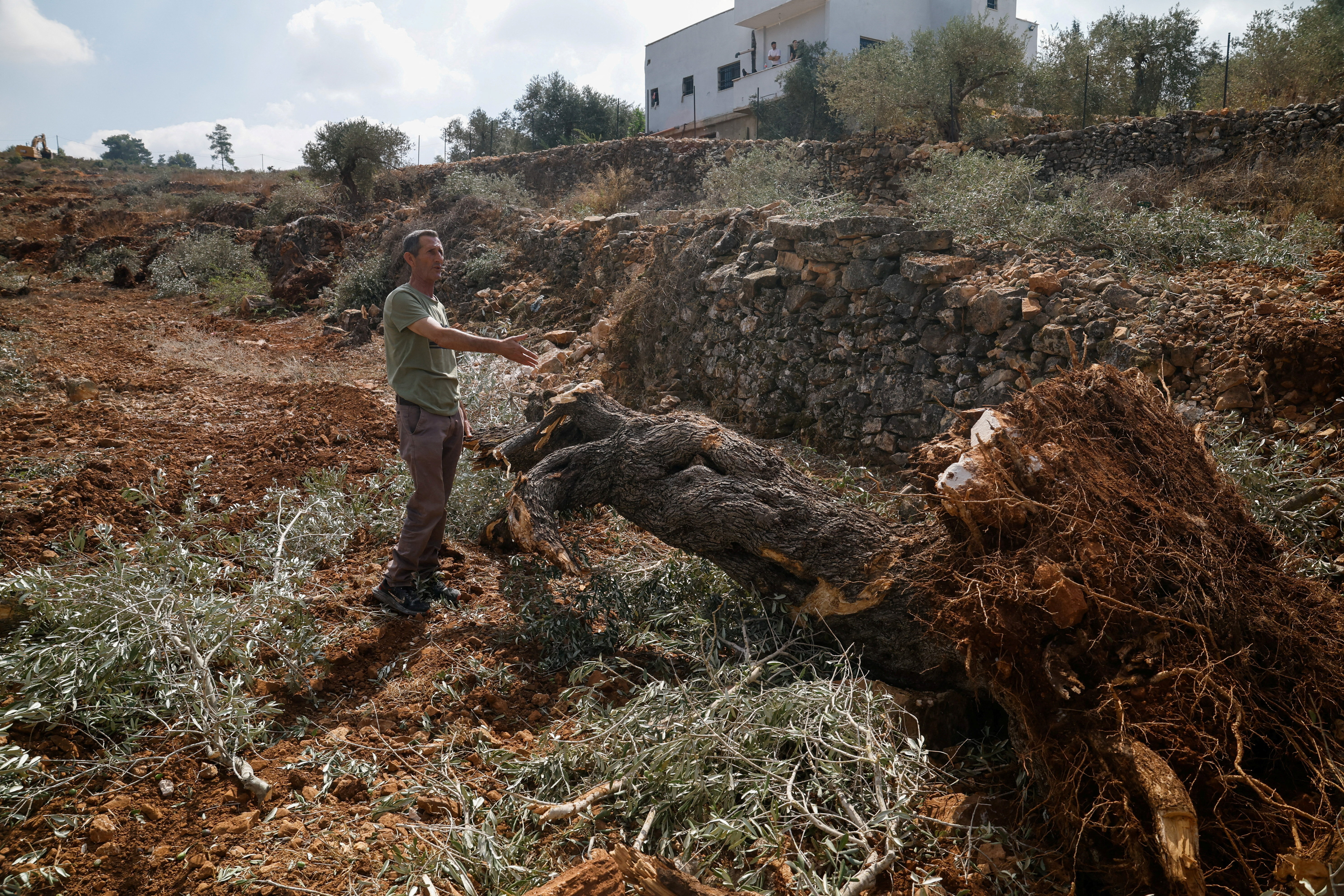 cover Israeli bulldozers smash Palestinian olive trees ahead of annual harvest