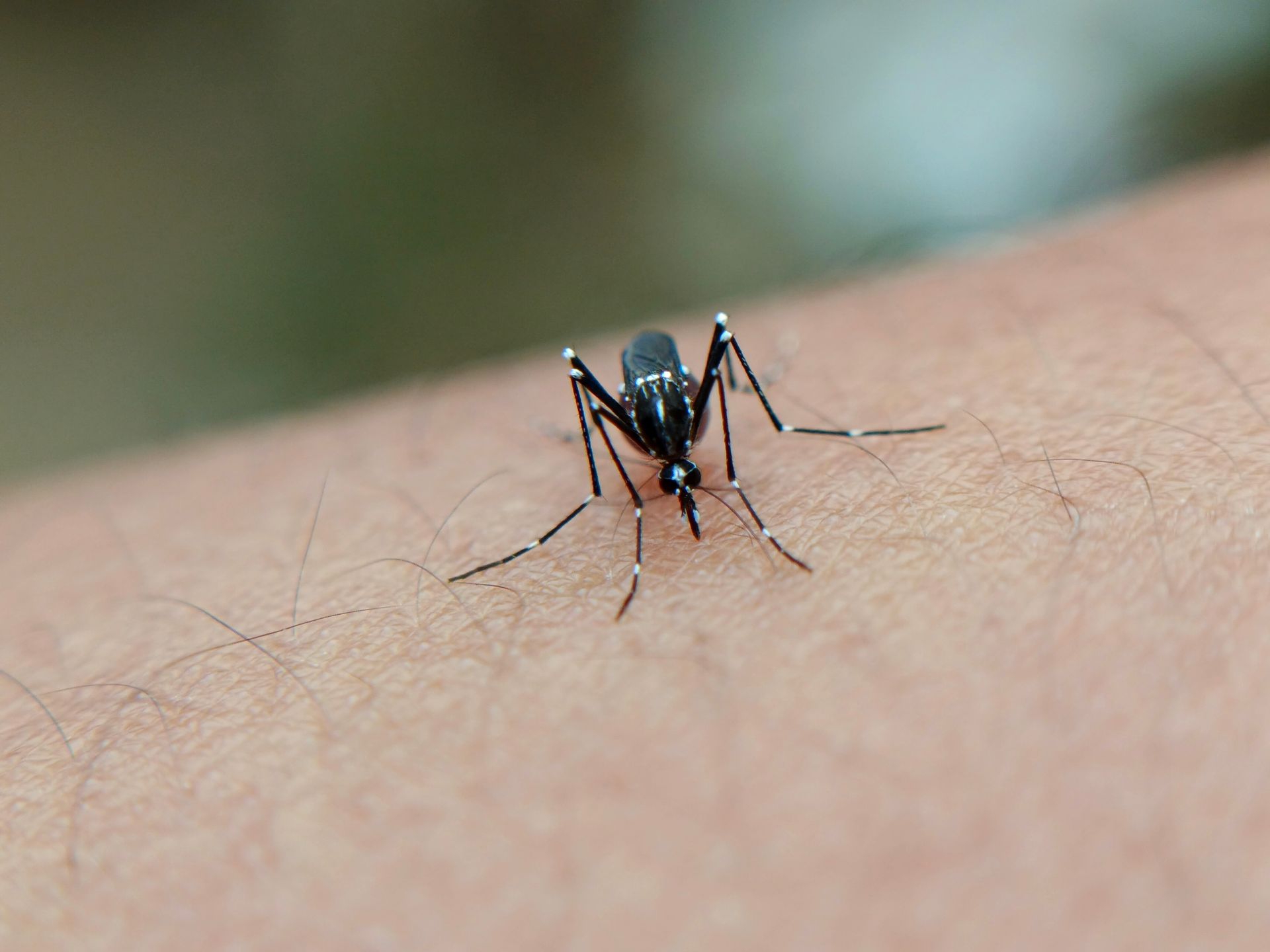cover Warm weather and rain create breeding grounds as mosquito numbers rise