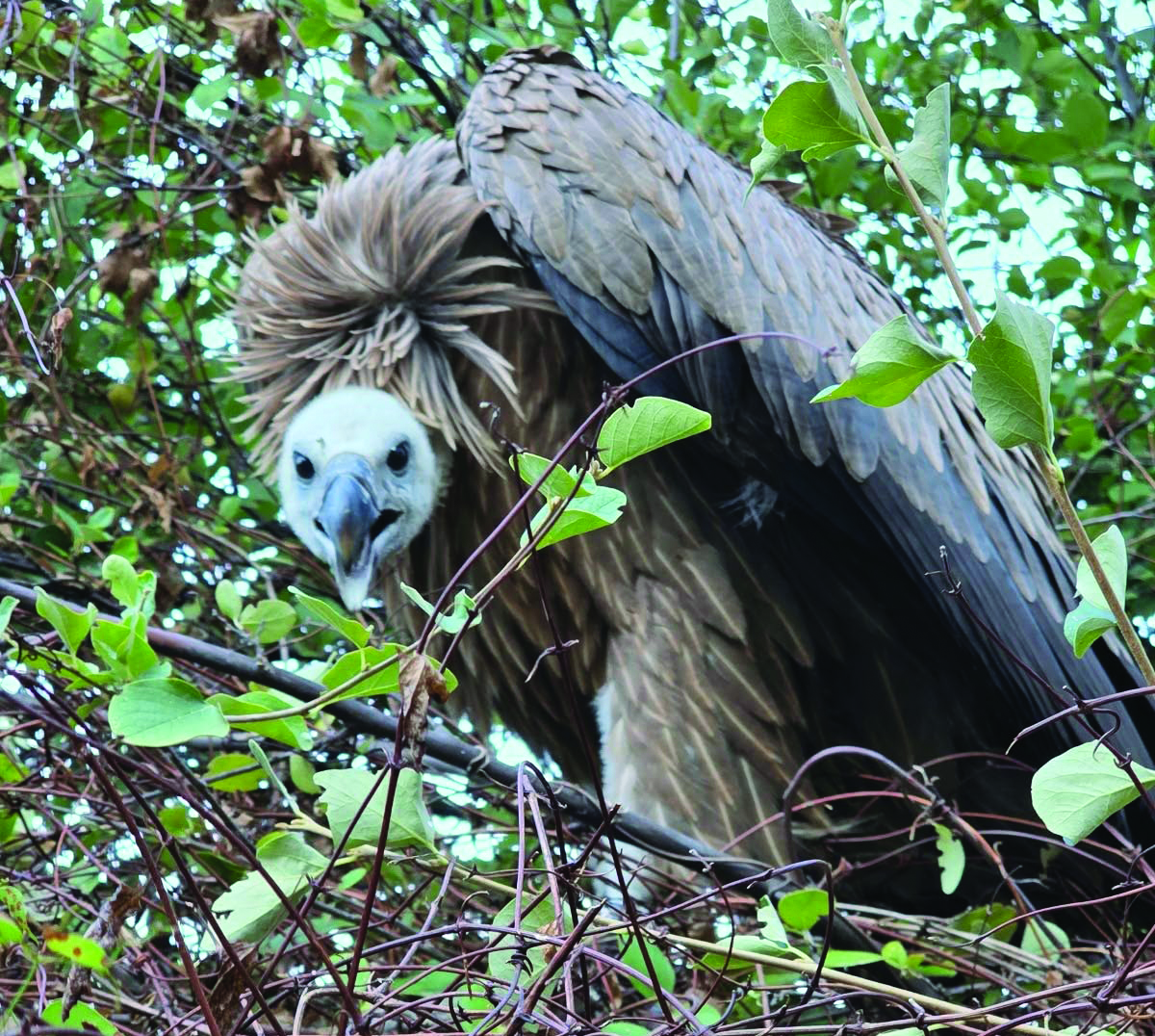 cover Third vulture chick ringed in Cyprus