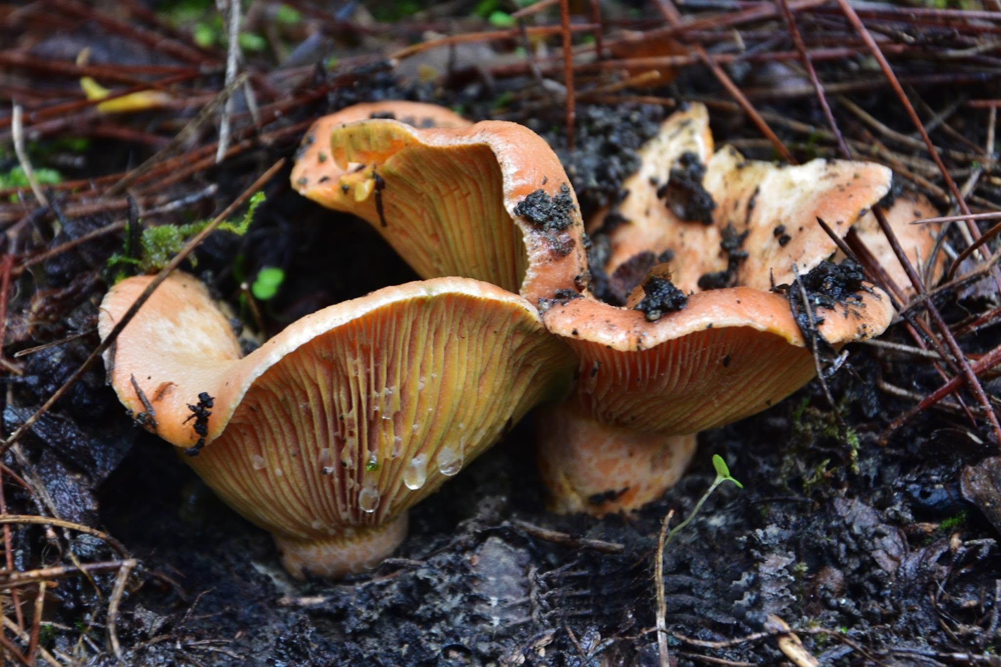 cover Mushroom pickers urged to protect forest floor