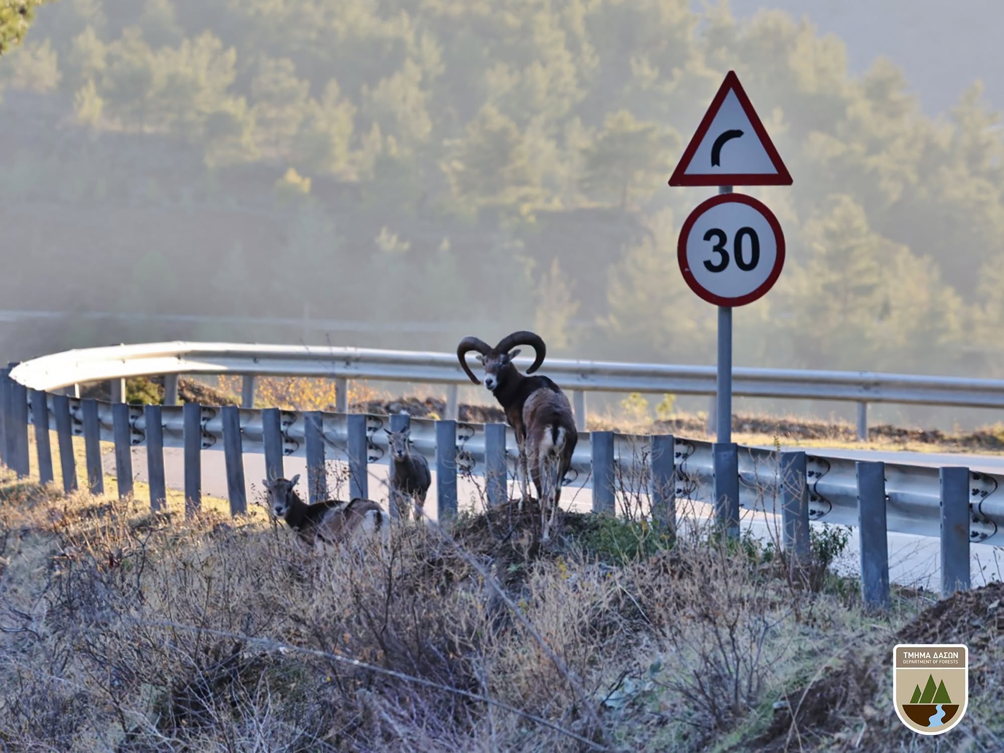 cover New safety openings created for Cyprus mouflon