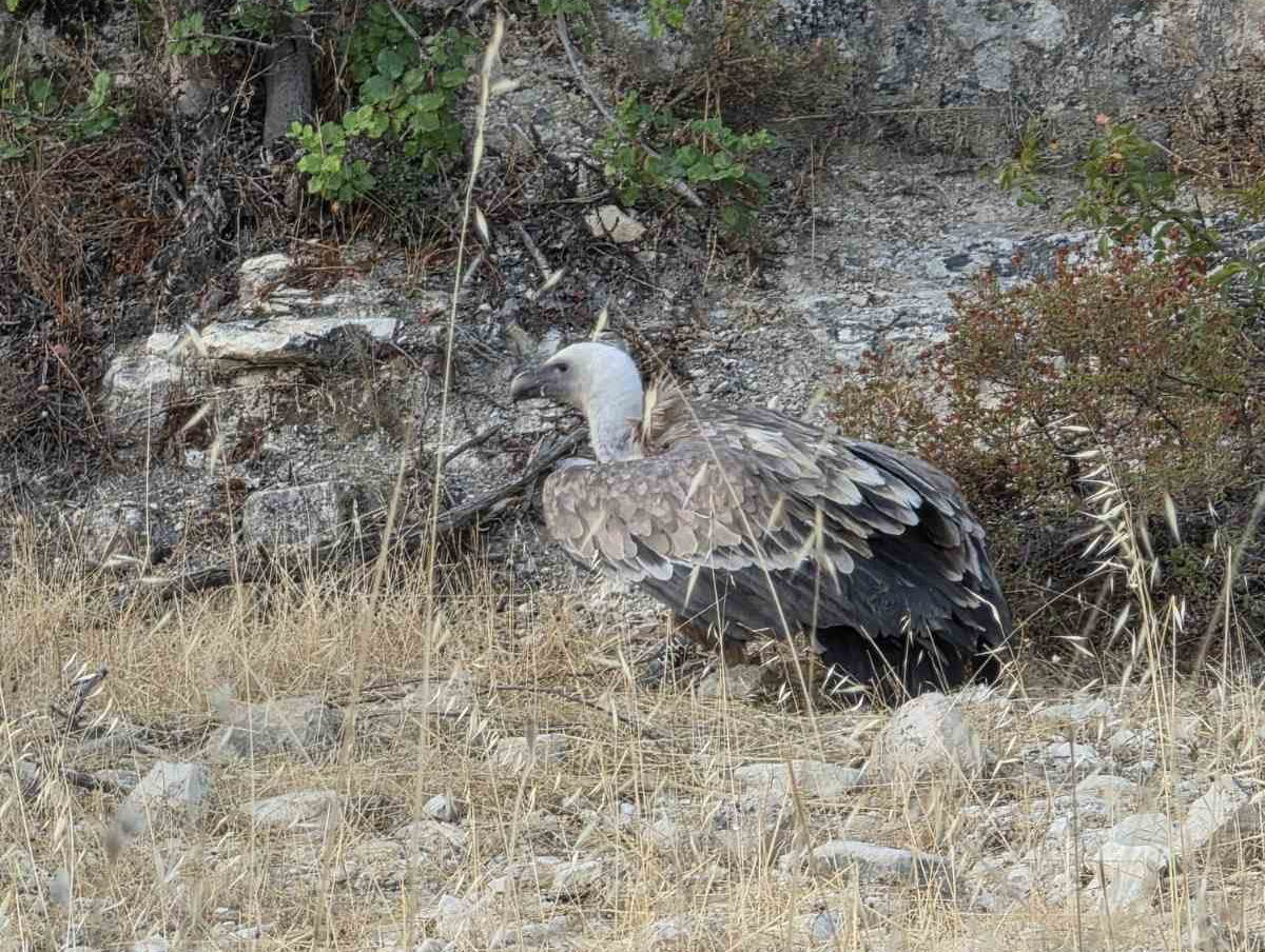 image Six vultures dead as EAC safety measures criticised