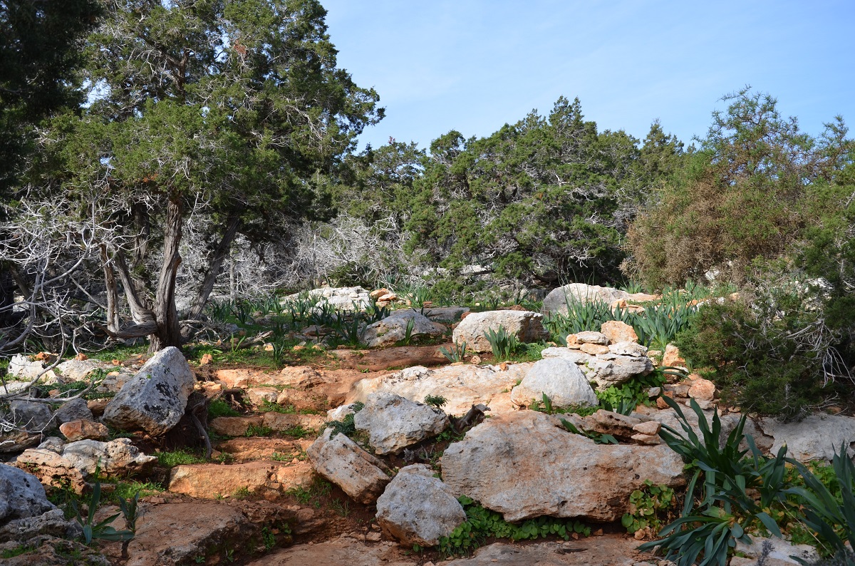 cover Birdlife condemns failure to protect Akamas following audit report