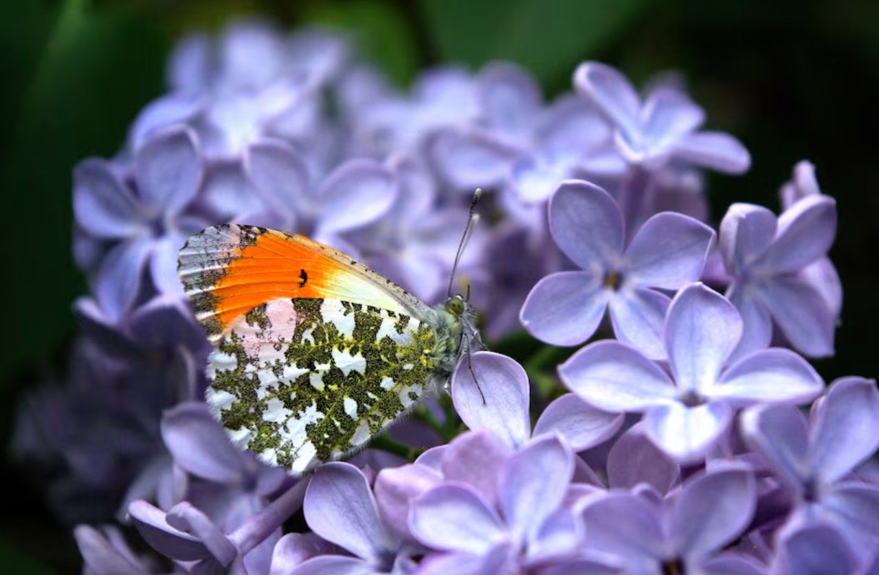 cover Butterfly wing patterns may trick predators with motion illusions