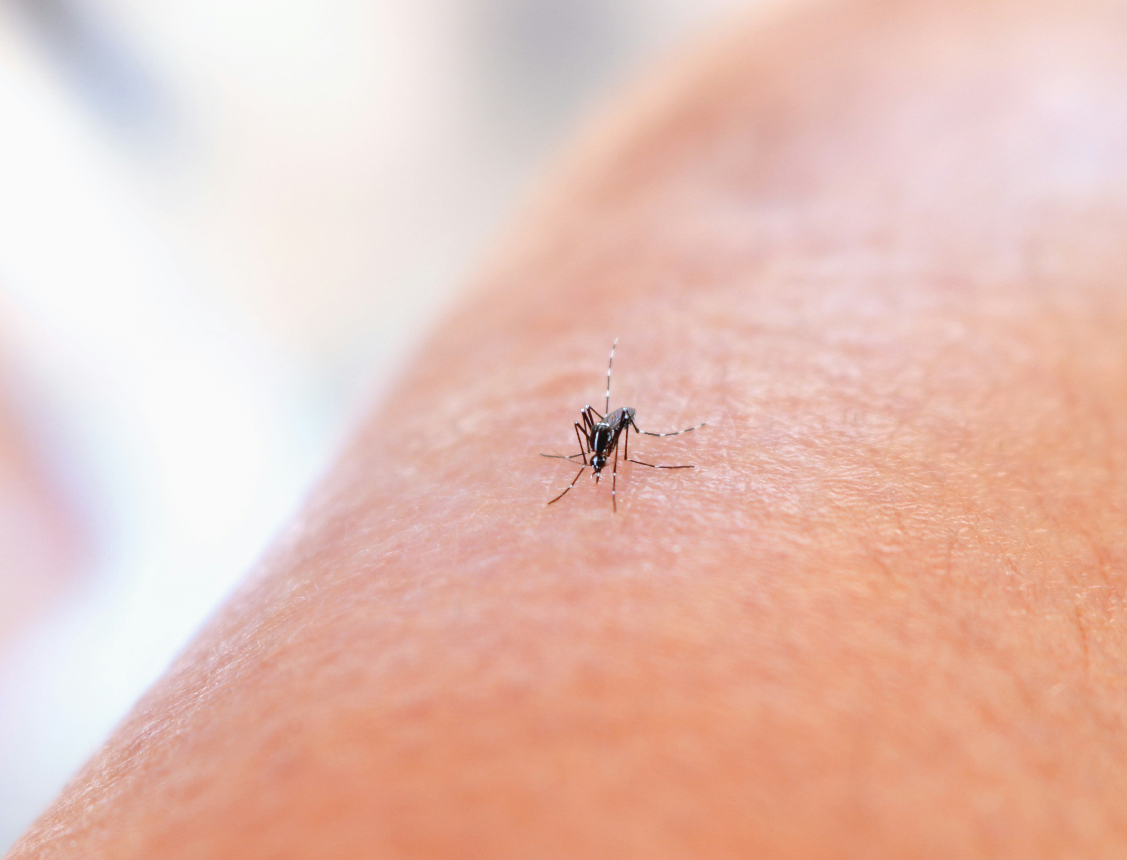 cover Mosquitoes in Cyprus: why do some people get bitten more?