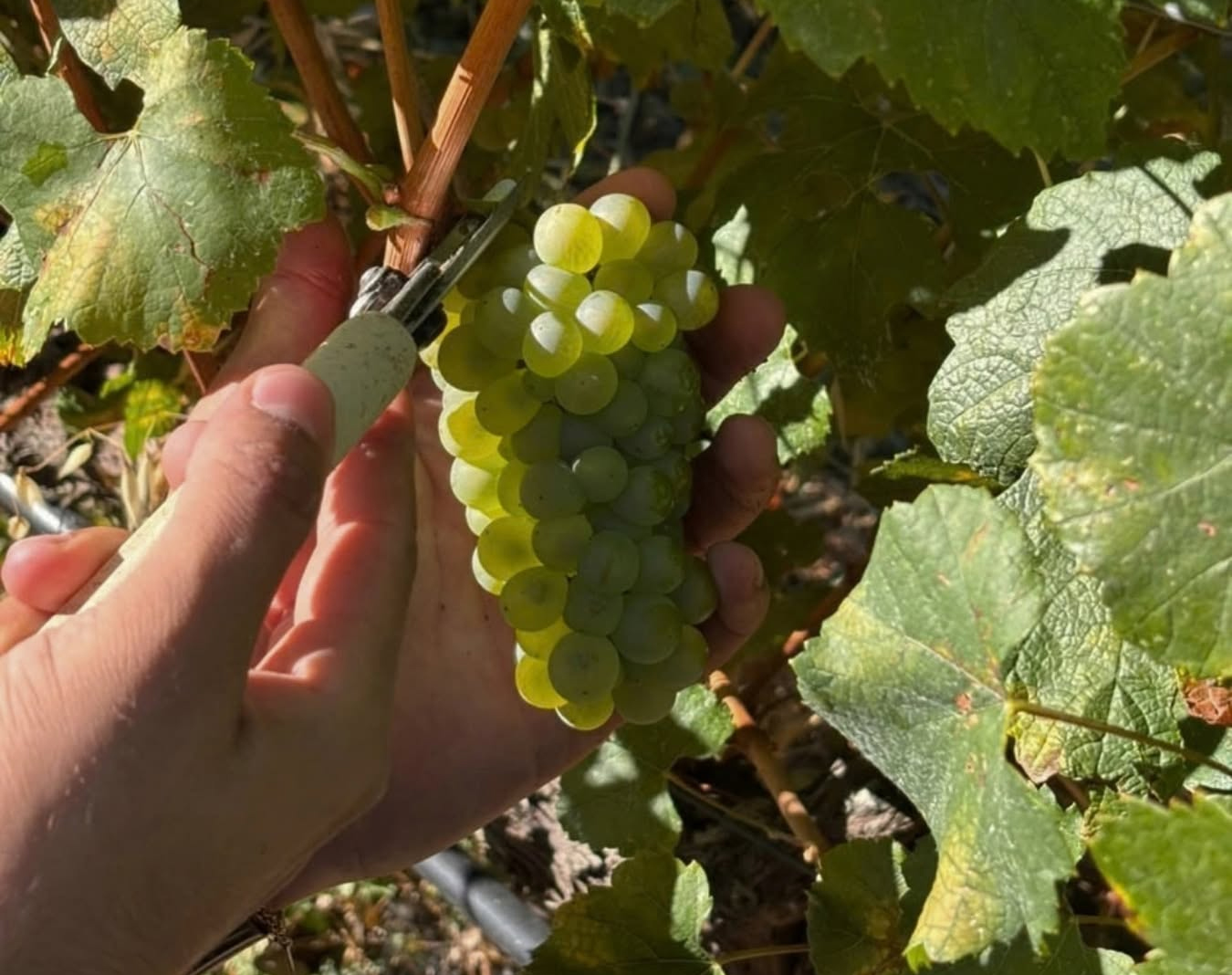 cover Troodos vine growers sound alarm over future