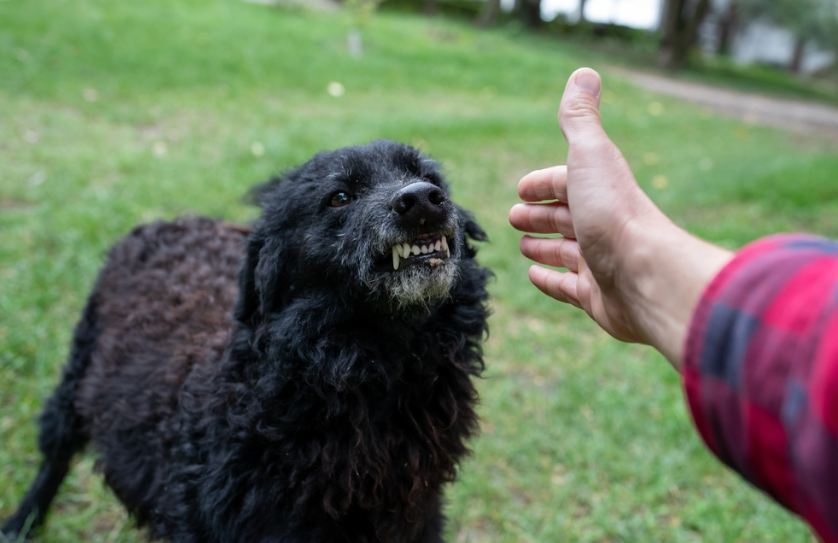 cover Common situations that can increase the risk of a dog attack
