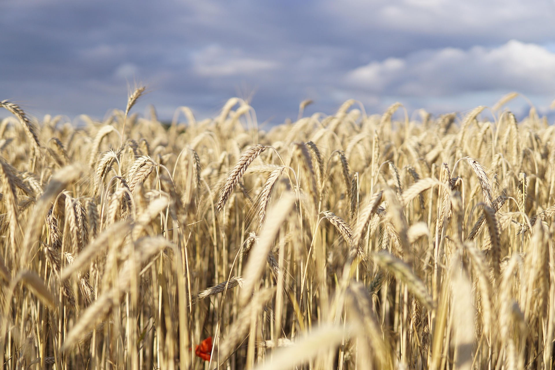 cover Grain growers donate 20 tonnes to families in need