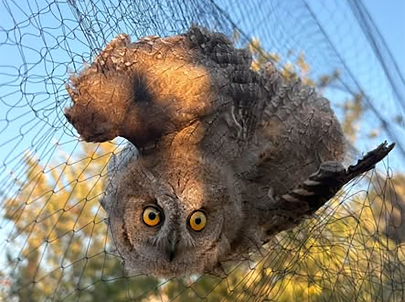 cover Three owls freed from illegal bird traps